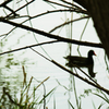 Wasservogel