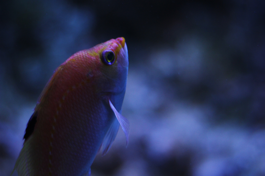 Aqvarium #15
