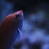 Aqvarium #15