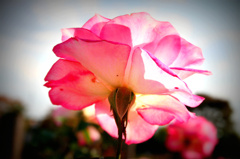 rose