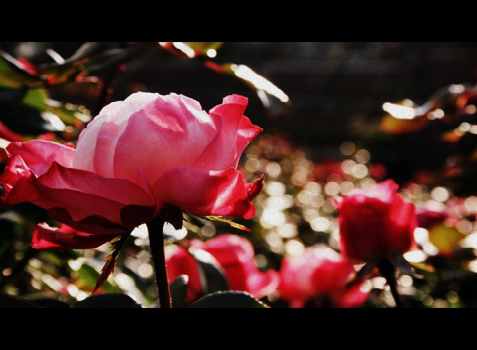rose