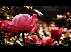 rose