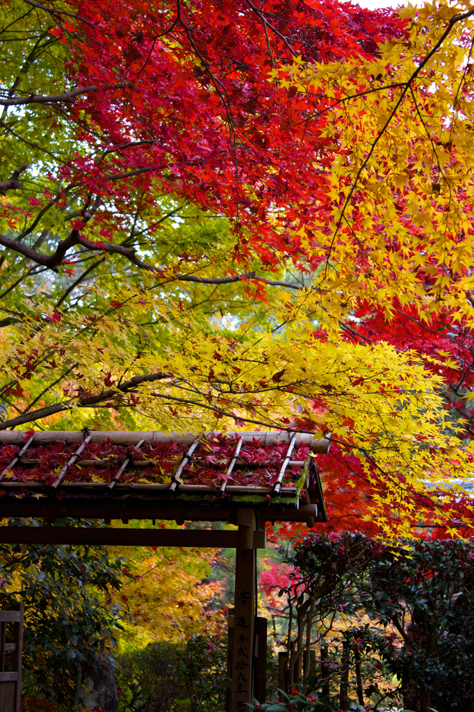 南禅寺・天授庵