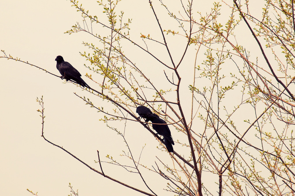 Oiseaux#2