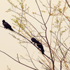 Oiseaux#2