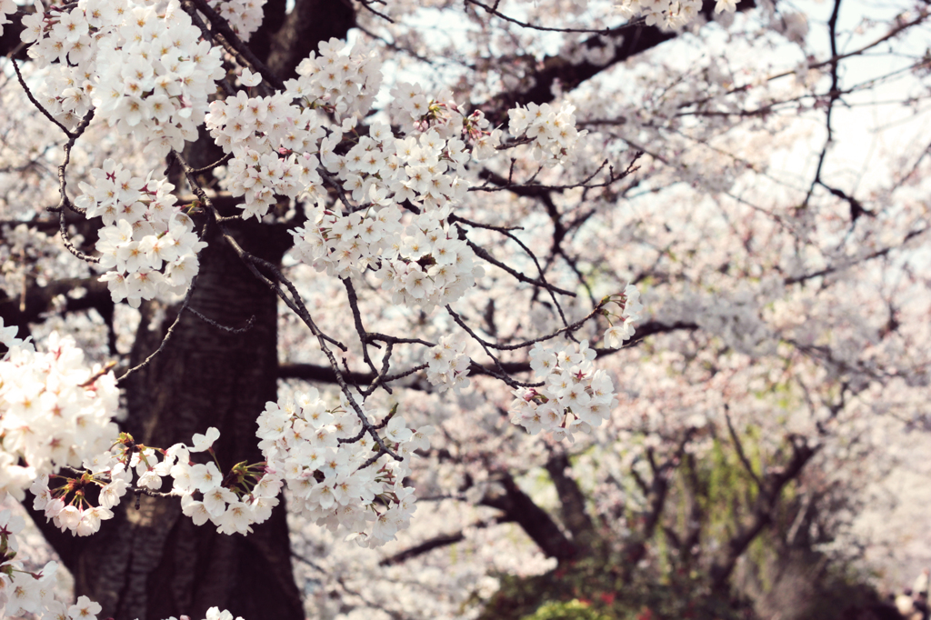 春の庭 -友禅-