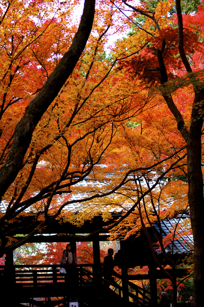 kyoto -fall-