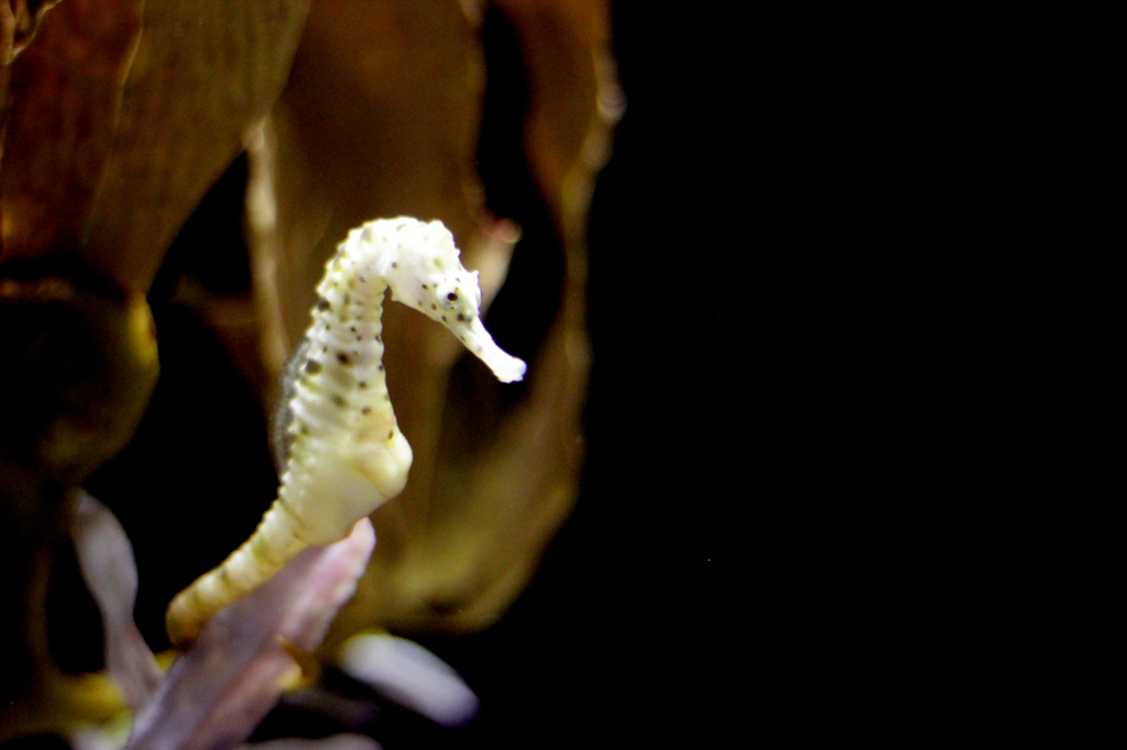 Aqvarium #11
