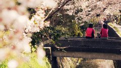 sakura#2
