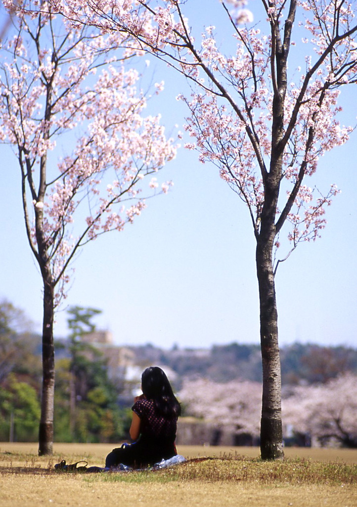 桜の下で