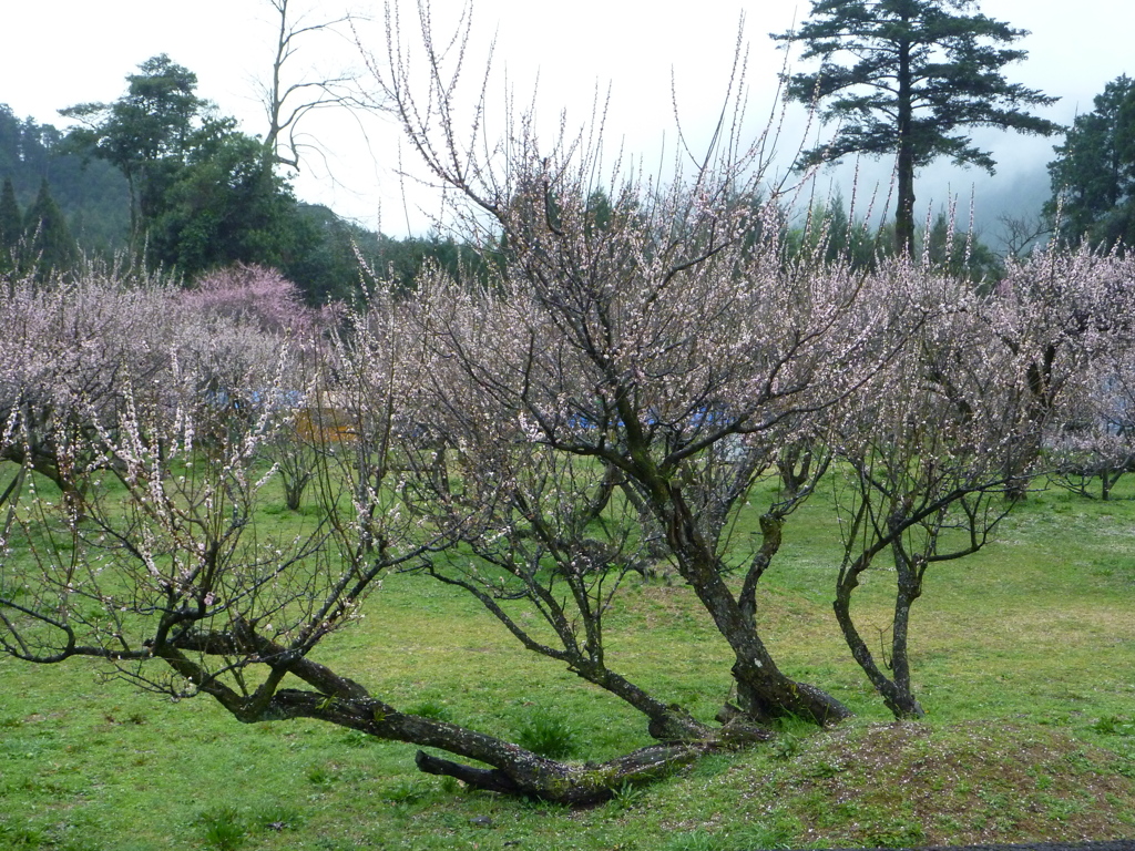 藤川天神の梅