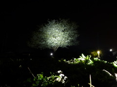 夜桜