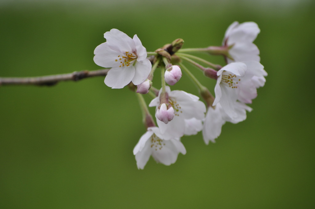 権現堂桜堤 2010 