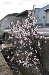 桜の盆栽？