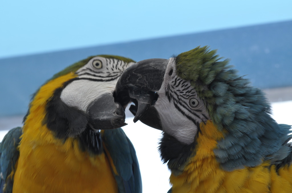KISS