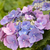 紫陽花
