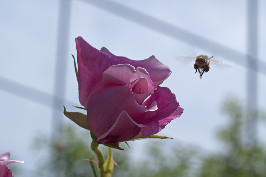 薔薇とハチ