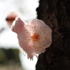 梅の花