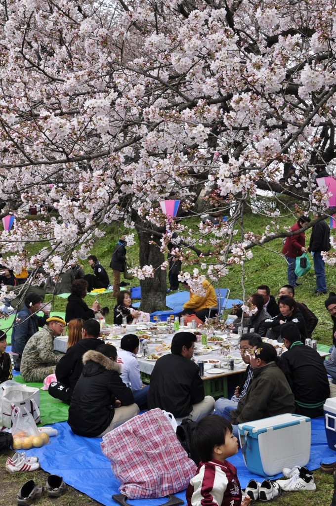 これぞ、日本の花見