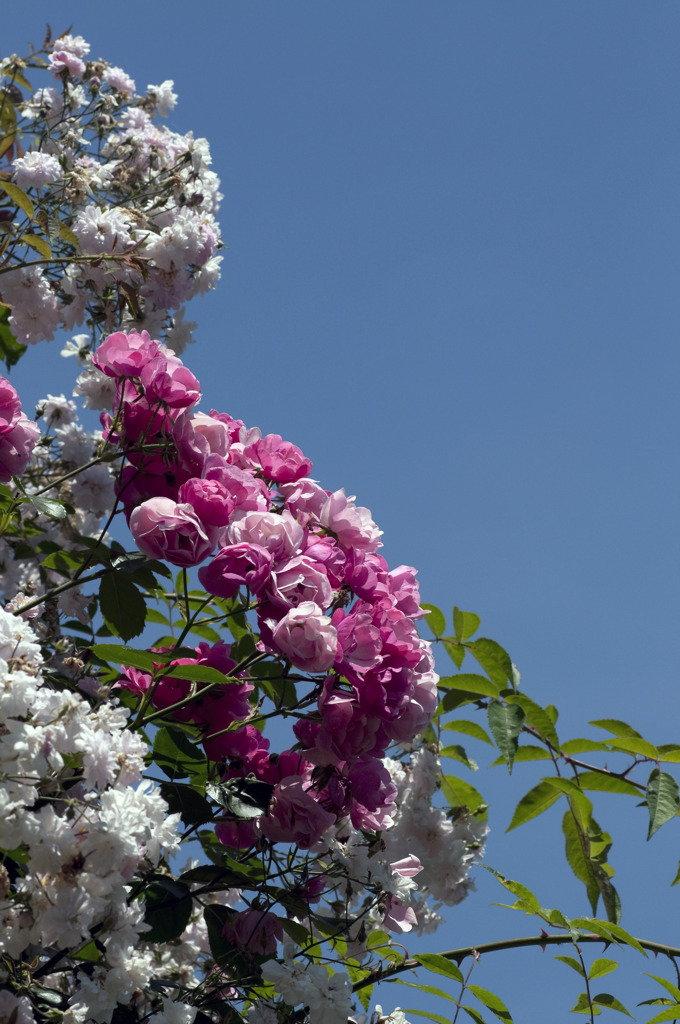 青空と薔薇