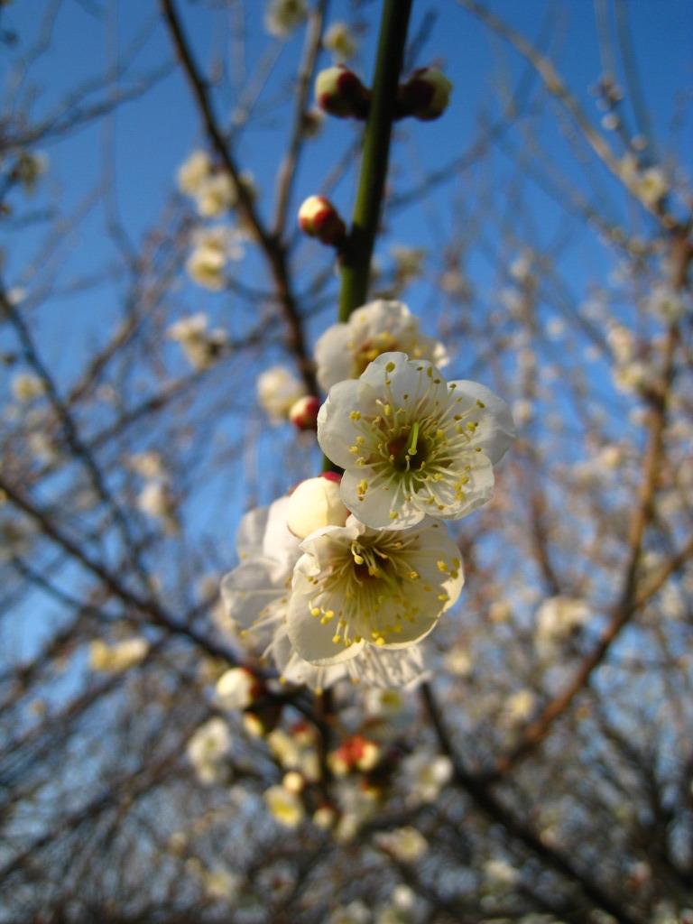梅の花