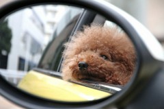 my dog