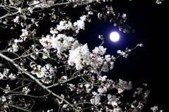 満月と夜桜
