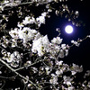 満月と夜桜