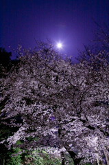 満月と夜桜。