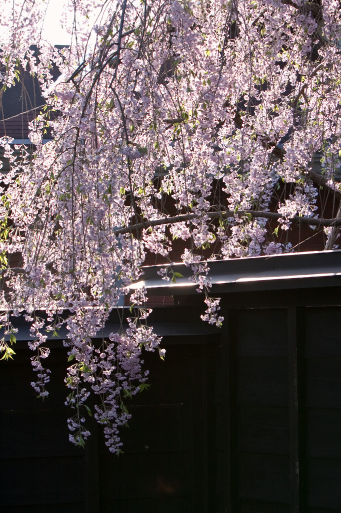 武家屋敷の黒塀としだれ桜