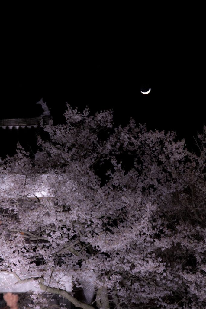 三日月と夜桜