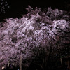 しだれ桜のライトアップ3