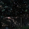 舞う桜2