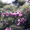 雨の中の梅3