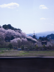 3重の塔と桜