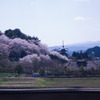 3重の塔と桜