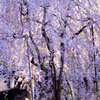 角館のしだれ桜。