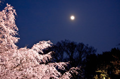 しだれ桜とおぼろ月
