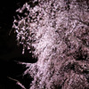 しだれ桜のライトアップ１