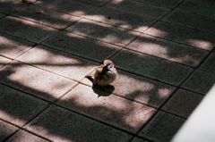 47 箱のワクワク、フィルム写真