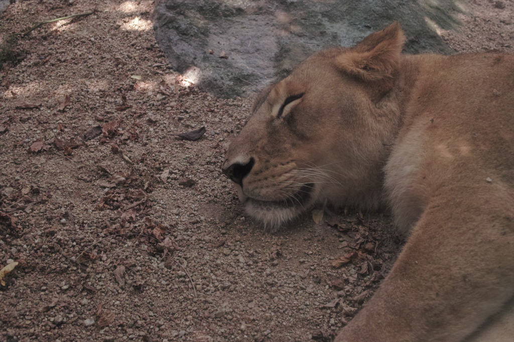 41 箱のウキウキJPEG撮り写真