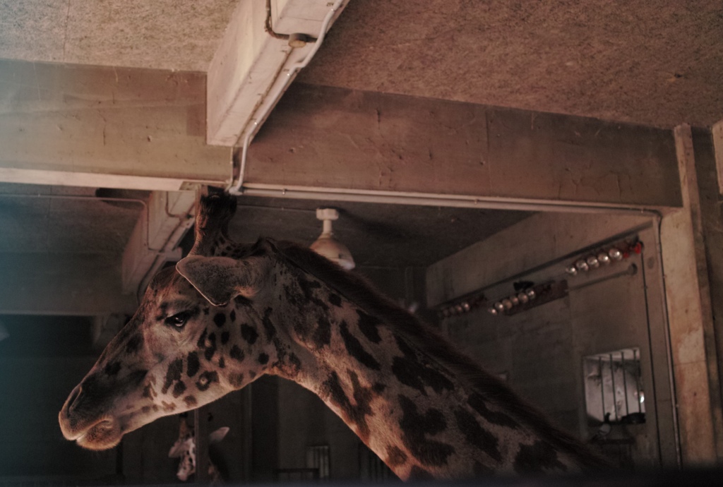 43 箱のウキウキJPEG撮り写真