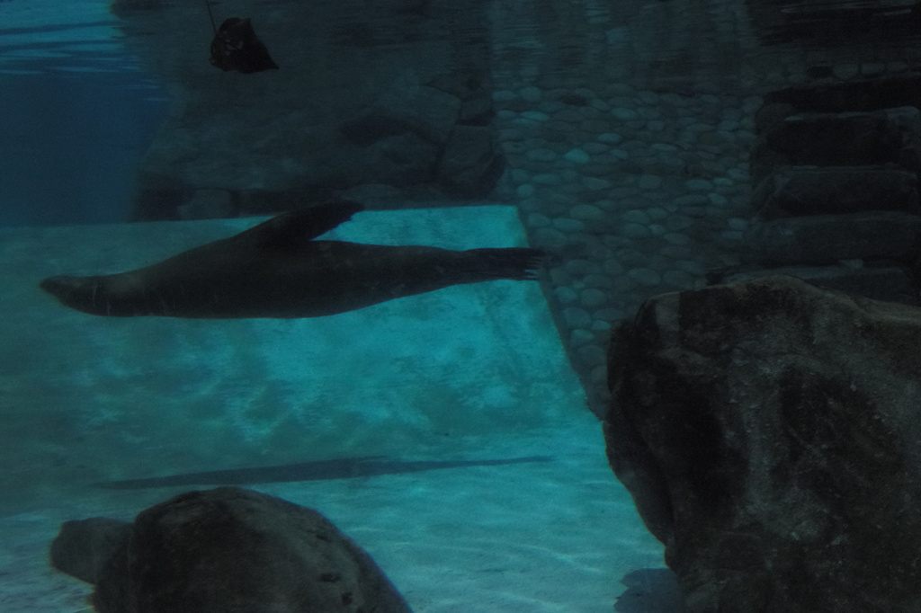 42 箱のウキウキJPEG撮り写真