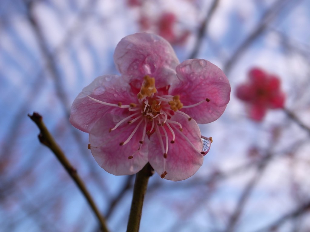 雨上がりの朝