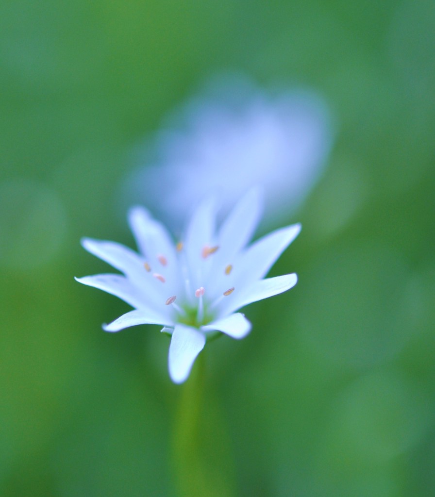 小さな花