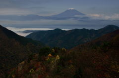 月明かり錦富士