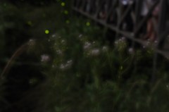 酔いしれて…