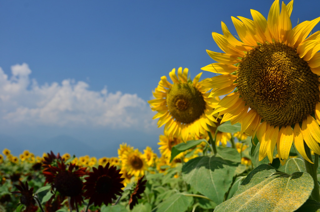 夏の思い出