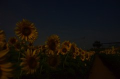 月夜の向日葵