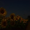 月夜の向日葵